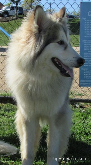 A panting, longhaired, perk-eared, wolf-looking, grey with tan and white Native American Indian Dog is standing in grass looking to the right in front of a chainlink fence.