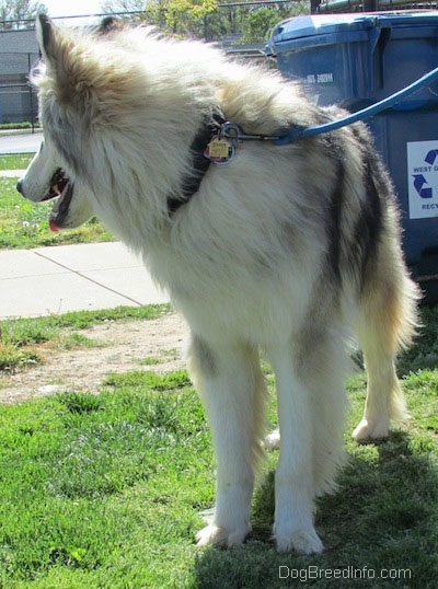 View from the front, a panting, grey with tan and white Native American Indian Dog is standing in grass in front of a blue plastic trash can. The dog is looking back behind itself. 