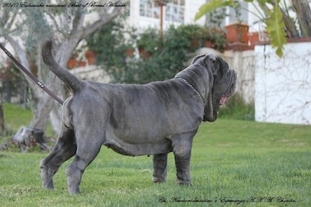 The backside of a black with white Neapolitan Mastiff is standing in grass facing a white concrete with brick wall. The dog has a lot of extra skin.