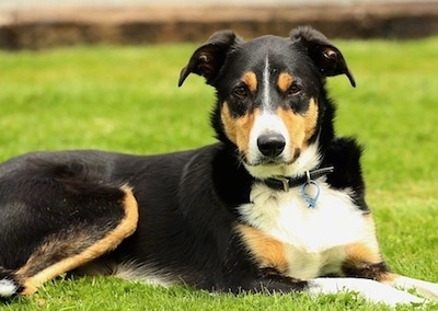 Side view - A tricolor black with white and tan New Zealand Heading dog is laying outside in grass.