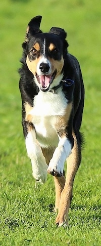 Front view action shot - A black with tan and white New Zealand Heading dog is running down grass on a lawn. Its mouth is open and its front paws are off the ground.