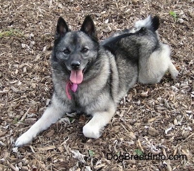 Front side view - A perk-eared, black with grey Norwegian Elkhound is laying outside in wood chips looking forward. Its mouth is open and tongue is out.