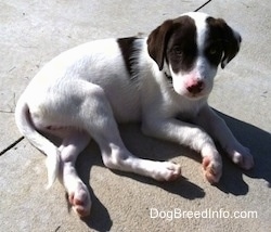 The right side of a white with brown puppy that is laying on a concrete surface.