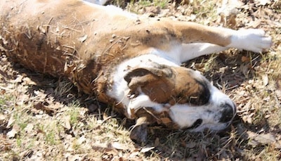 A brown brindle with white Olde English Bulldogge is laying on its right side and there is brown grass and leaves all over its back.