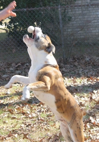 Action shot - A muscular brown brindle with white Olde English Bulldogge is jumping to catch a ball which is a half inch from its mouth. Its front paws are off of the ground.