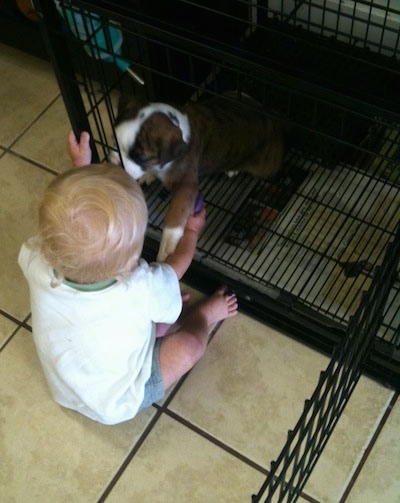A brown brindle with white Olde English Bulldogge puppy is sitting in a crate with the door open. A toddler is reaching in and the puppy is reaching its paw back out to the baby.