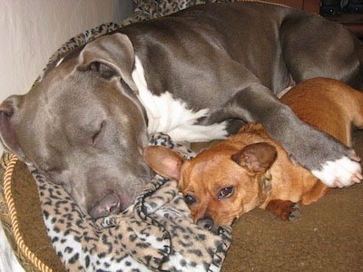 A grey with white blue-nose Pitbull Terrier is sleeping with its paw over the top of and behind a brown Chihuahua on a dog bed.
