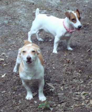 Two dogs, a tan with white Teddy Roosevelt Terrier and white with brown Jack Russell Terrier are standing on a dirt road
