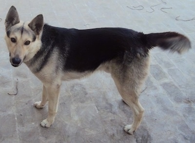Left Profile - A black and tan Pakistani Shepherd Dog is standing on a brick surface and it is looking forward.
