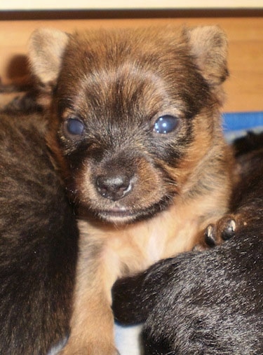 Close up front view - A tan with black Paperanian puppy is laying next to two other puppies. Its head is up and it is looking forward. It has small triangular ears.