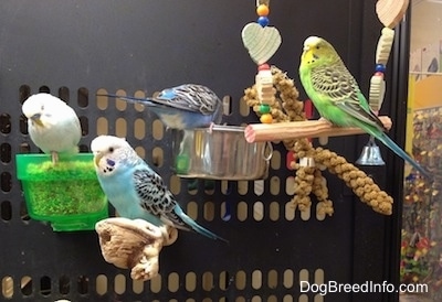 A white Budgie is standing in a see through green food dish and there are two blue with white and black Budgies standing on a stick and another food dish. There is a green with black, yellow and white Parakeet standing on a swing. Three of them are looking to the left.