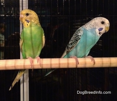 Front view - Two Budgie Parakeets are standing on a stick inside of a cage. One bird is green and yellow and the other is blue and white.