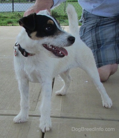 Front side view - A white with black Parson Russell Terrier dog is standing on a concrete surface looking to the right. Its mouth is open and tongue is out. There is a person taking a knee behind it.
