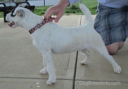 Left Profile - A white with black Parson Russell Terrier dog is looking to the left. There is a person behind it kneeling on the concrete holding onto its red and tan collar.