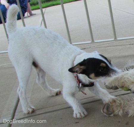Close up front side view - A white with black and tanParson Russell Terrier dog is play bowing as it has a tug of war with another dog who is laying on its side.