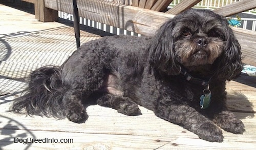 Side view - A shaved black Peek-A-Poo dog is laying on a wooden deck looking up and forward. It has longer hair on its ears and tail.