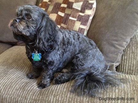 Side view - A wavy-coated, black with grey and tan Peek-a-poo is sitting on a couch looking up and to the left.