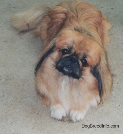 Close up front view - A long coated, tan with white and black Pekingese is laying on a carpet. It is looking up and its head is tilted to the right.