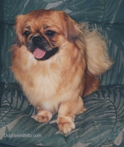 Front view - A brown with white and black Pekingese is standing on a couch and it is looking forward. It has its mouth open and tongue out.