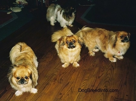 Three tan and brown with white and black Pekingese are standing on a wooden floor and they are looking forward. Behind them is a white with brown and black Pekingese dog looking to the right.