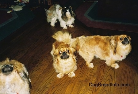 Four dogs - Three tan and brown with white and black Pekingese are standing on a wooden floor and they are howling. Behind them is a barking white with brown and black Pekingese.