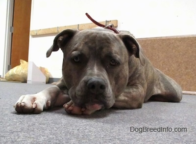 A blue nose brindle American Pitbull Terrier is laying down on a carpet and it is looking forward.