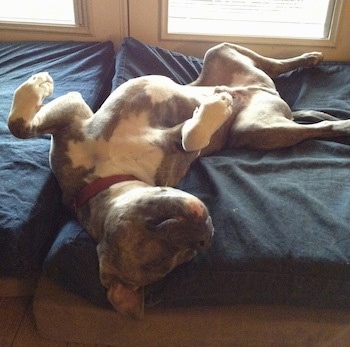 A blue nose brindle American Pitbull Terrier is sleeping on his back on a stack of orthopedic bed. Its paws are in the air.