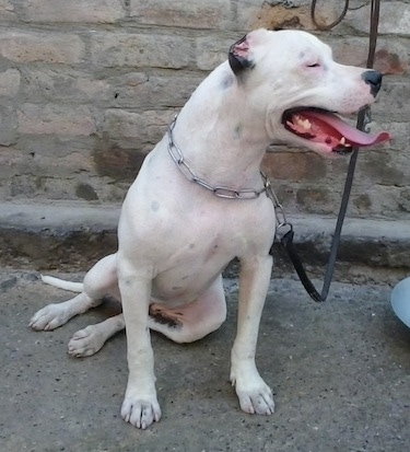 A white with black Pit Bull Terrier is sitting in front of a stone wall, it is looking to the right, its mouth open and its tongue out.