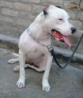 The front right side of a white with black Pit Bull Terrier that is sitting in front of a stone wall with its mouth open and its tongue out with a chain collar and a leash on