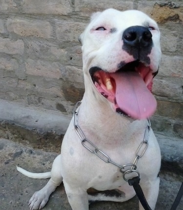 Close Up - A white with black Pit Bull Terrier is sitting in front of a stone wall. It is looking forward, its mouth is open and its big tongue is hanging out