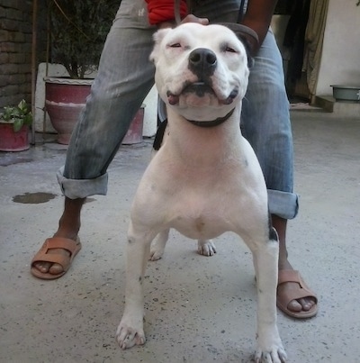 A white with black Pit Bull Terrier is standing outside in front of a house. There is a person standing over top of it and it is holding its head up