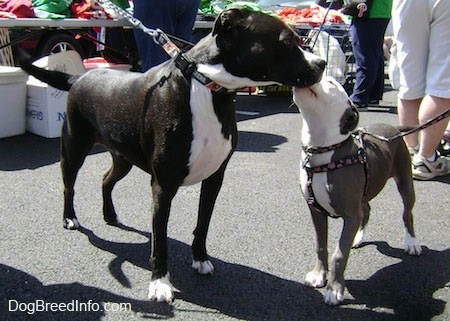 An Adult Pit Bull Terrier getting its face licked by a Pit Bull Terrier puppy with a harness on a blacktop at a flea market