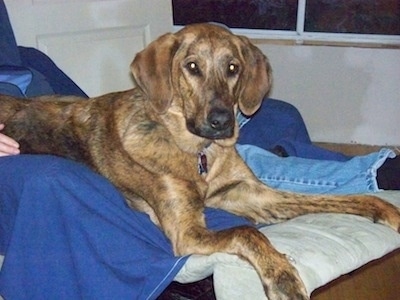 A brown brindle Plott Hound is laying in a recliner next to a person in bleu jeans looking forward.