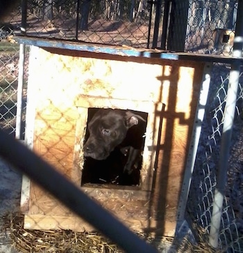 A black Pocket Pitbull dog is inside of a dog house with its head peering out the doorway.
