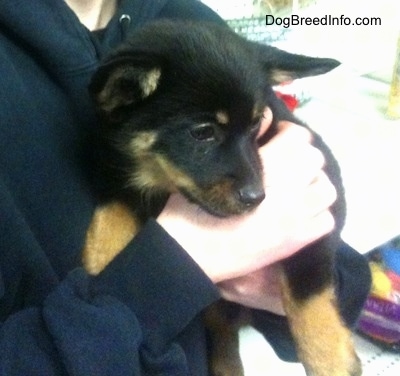 Close up - A black with tan Pomchi puppy is being held against a persons chest and is looking to the right.