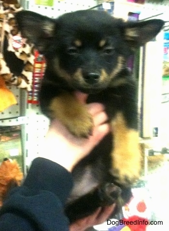 Close up - A black with tan Pomchi puppy is looking forward and it is being held in the air by a persons hands in a pet store. Its perk ears are sticking out to the sides of its head.