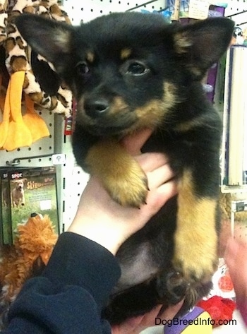 Close up - A black with tan Pomchi puppy is being held in the air by a person. It is looking to the left and its ears are perked but out to the sides. The dog is in a pet store.