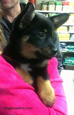 A short haired black with tan and white Pomchi puppy is being held against the chest of a person in a hot pink shirt looking to the right.
