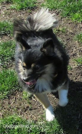 Front view - A black with white and tan Pomchi is runninf down a field, it is looking to the left and its tongue is coming out of its open mouth.