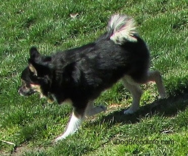 Side view - A black with white and tan Pomchi dog is walking down a hill.