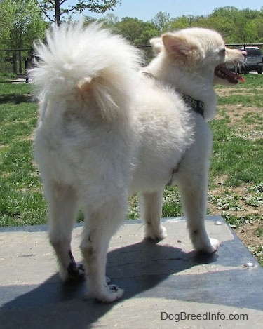 The back right side of a white with tan Pomimo that is standing on a black surface and it is looking to the right. It is panting and its fluffy tail is curled up over its back.