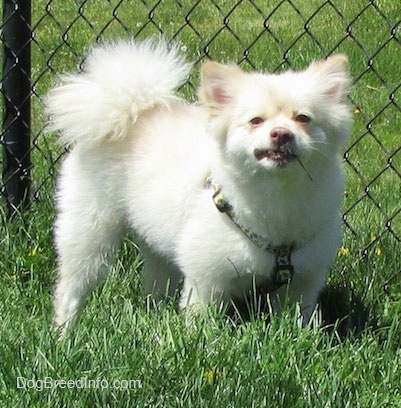 A white with tan Pomimo is standing in grass along a chainlink fence. It is looking forward and it looks angry. Its tail is curled up over its back.