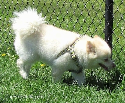 A white with tan Pomimo is walking alongside a chainlink fence. It is looking down at the grass and it is panting.