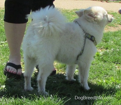 The back right side of a white with tan Pomimo dog wearing a harness that is standing across grass. It is facing the right.