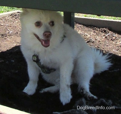 A white with tan Pomimo dog is sitting in shade under a black bench that is in a park.