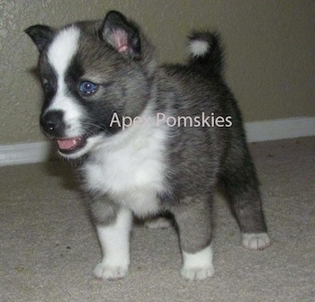 Front side view - A blue-eyed, grey and white with tan and black Pomsky puppy is standing on a carpet and looking to the left. The dog's tail is curled up over its back. The words - Apex Pomskies - are overlayed.