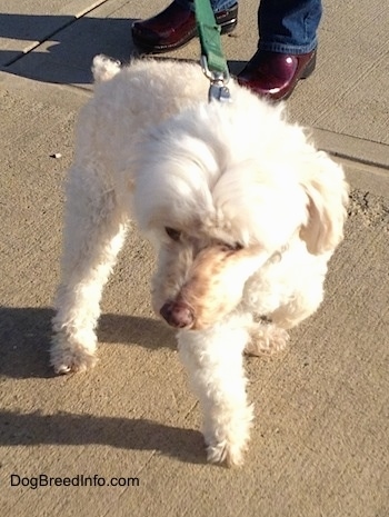 A white Miniature Poodle dog is turning around on a concrete surface. There is a person behind it.