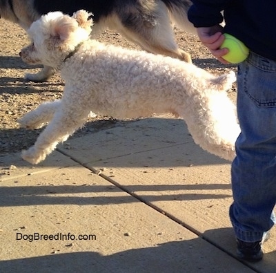 Action shot - A white with tan Miniature Poodle is jumping across a concrete surface with all four paws off the ground. There is a Shepherd dog behind it and in front of it is a person who is holding a green tennis ball behind their back.