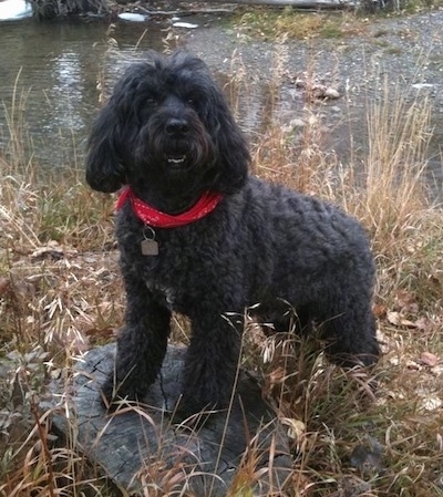 Front side view - A black Portuguese Water Dog is wearing a red bandanna standing up on a brown tree stump that is surrounded by brown grass and behind it is a body of water. It is looking up and forward.