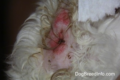 A red inflamed, itchy dog anus on a white dog